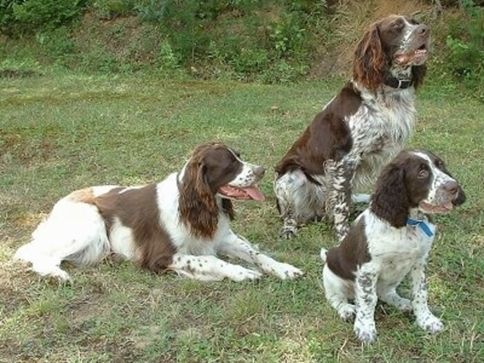 Spaniel francés