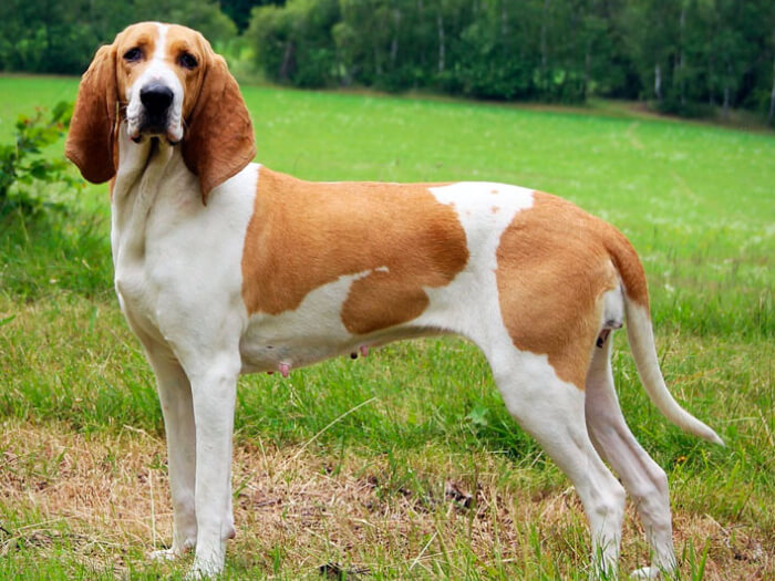 Sabueso Francés Blanco-Naranja