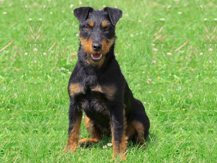 Terrier cazador Alemán