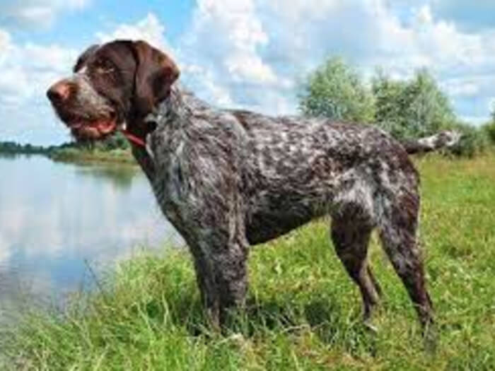 Braco alemán de pelo cerdoso - Pointer