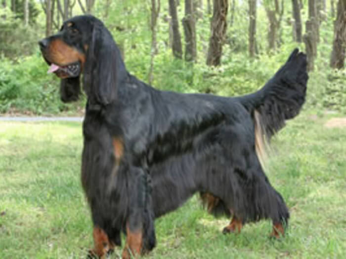 Setter Gordon
