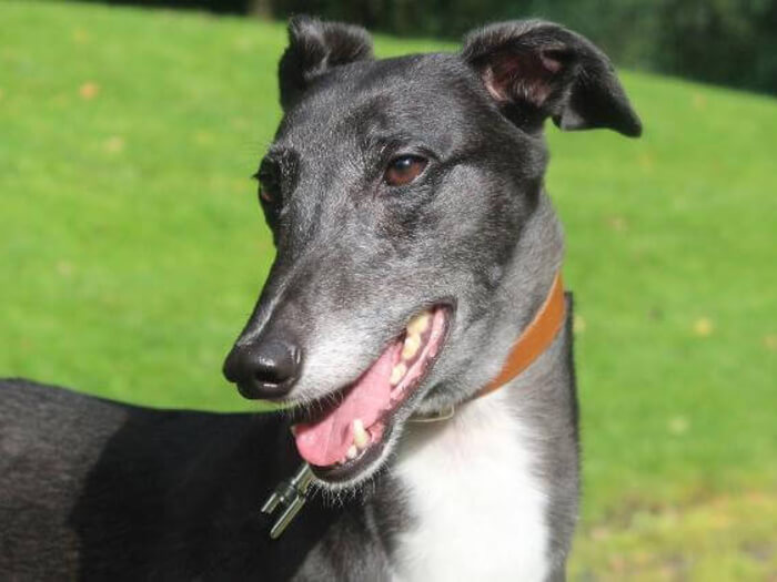 Greyhound