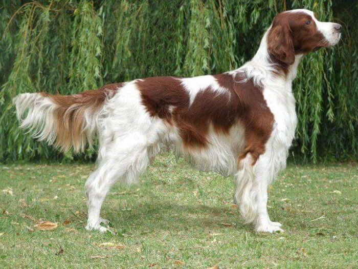 Setter irlandés rojo-blanco