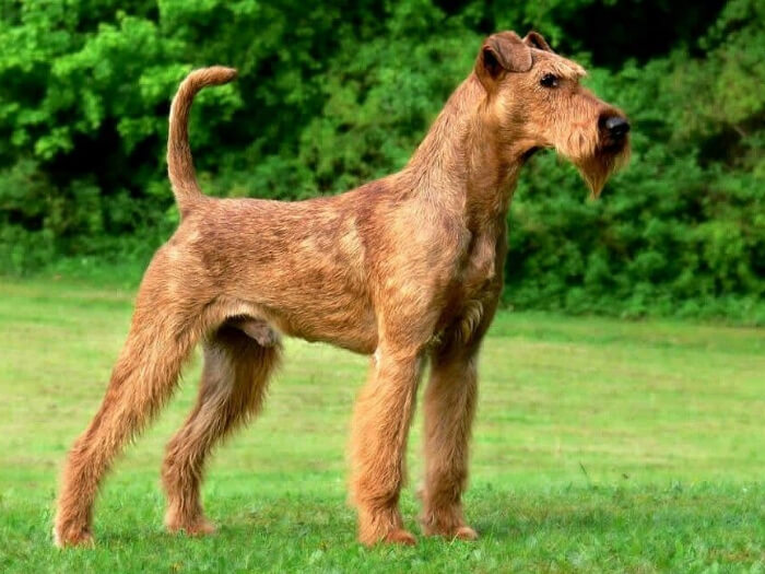 Terrier Irlandés