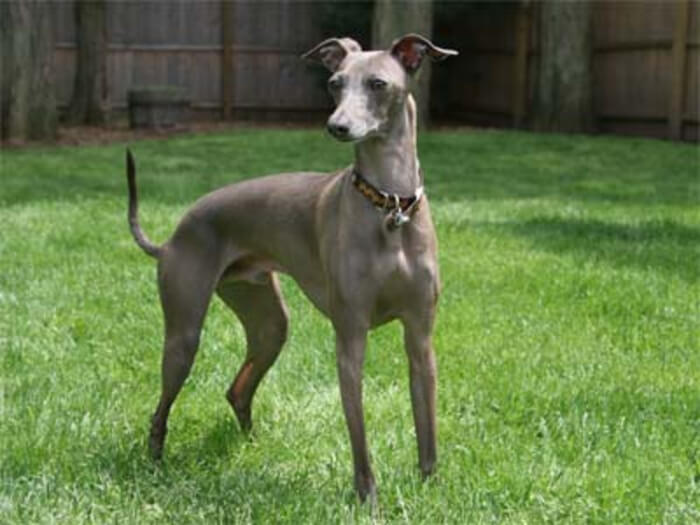 Galgo italiano