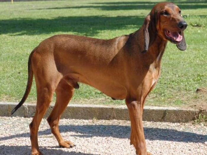 Sabueso Italiano pelo corto