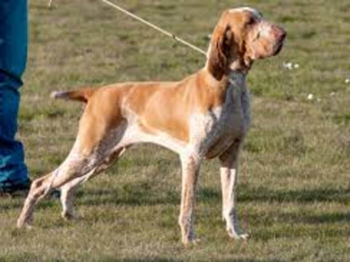 Braco italiano