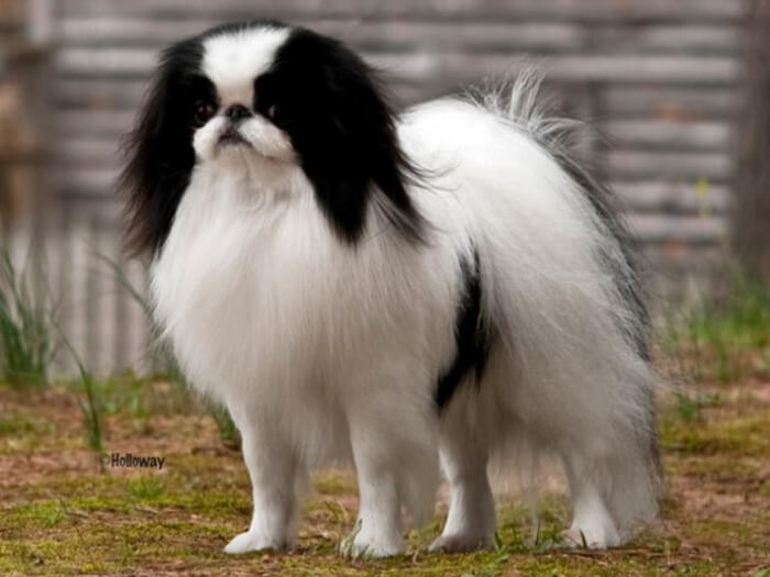 Spaniel japonés