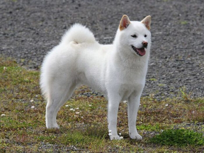 Kishu