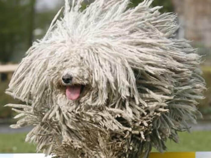 Komondor