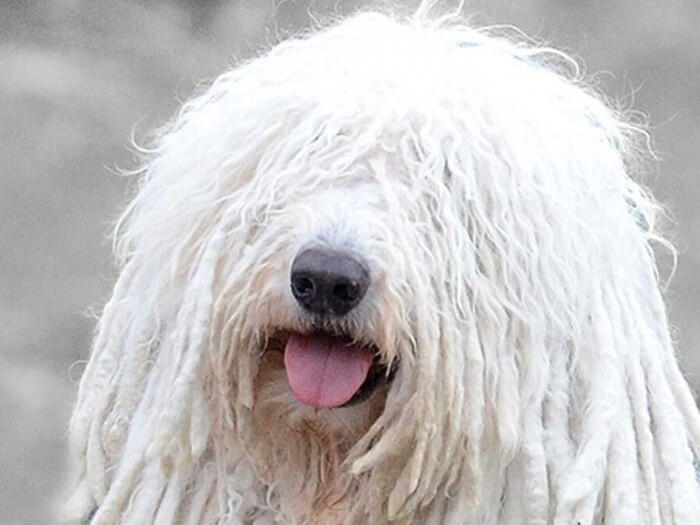 Komondor