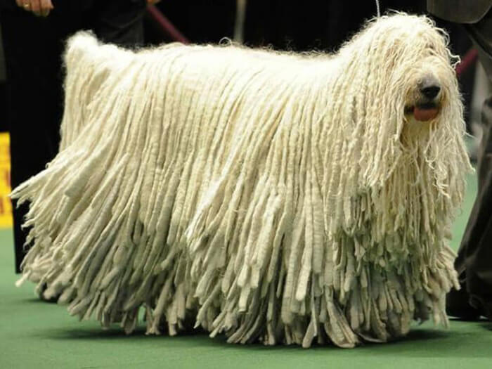Komondor