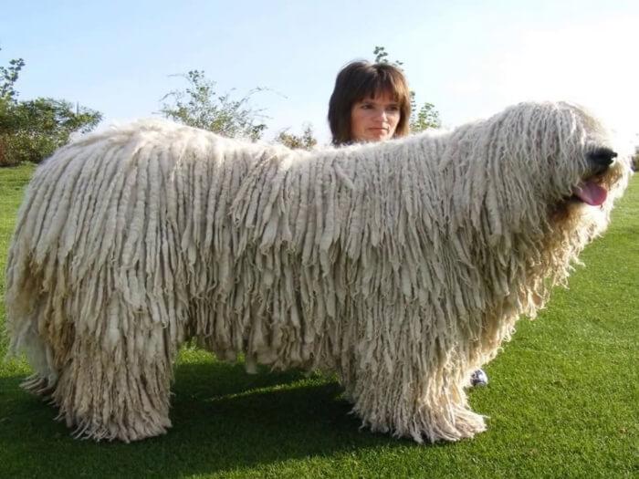 Komondor