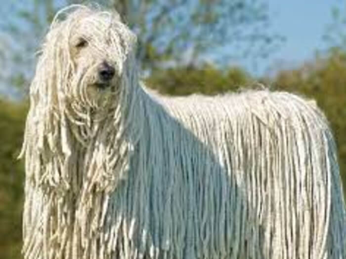 Komondor