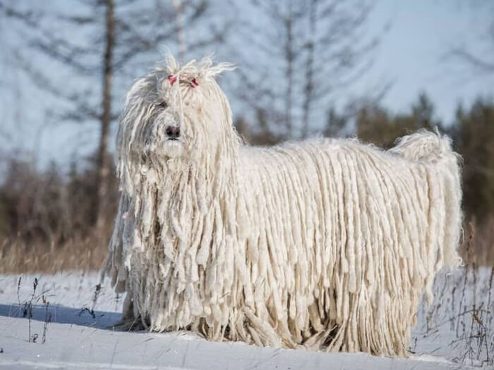 Komondor