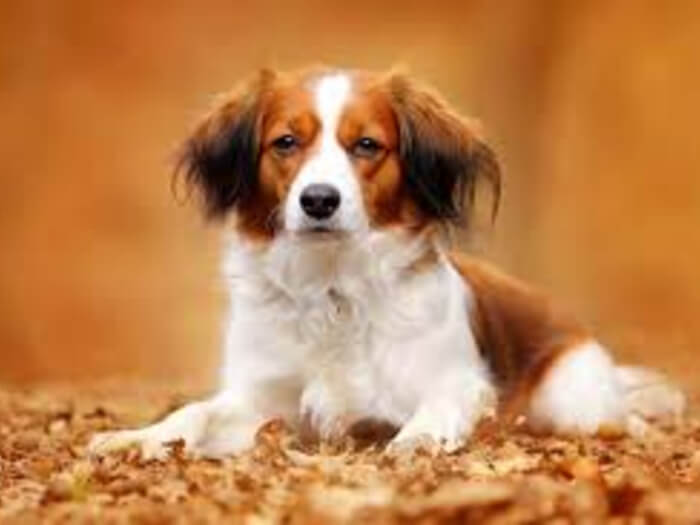 Spaniel Holandés