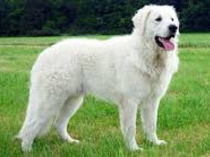 Kuvasz