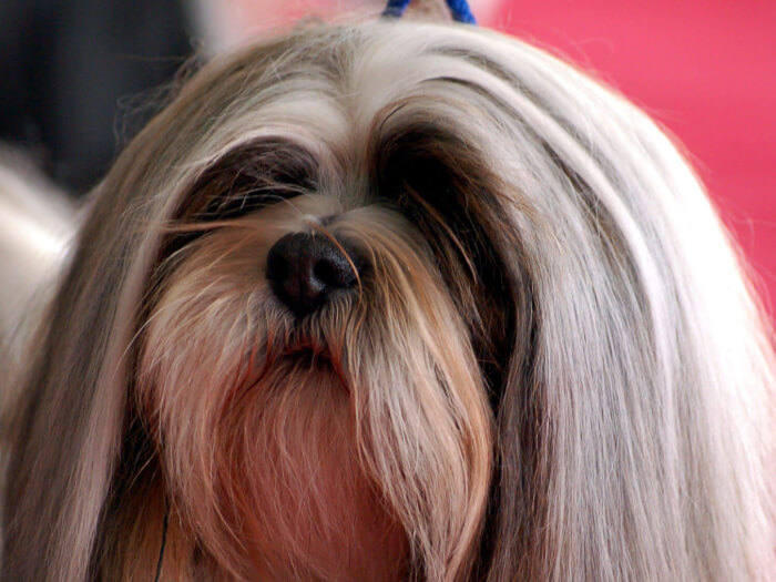 Lhasa Apso