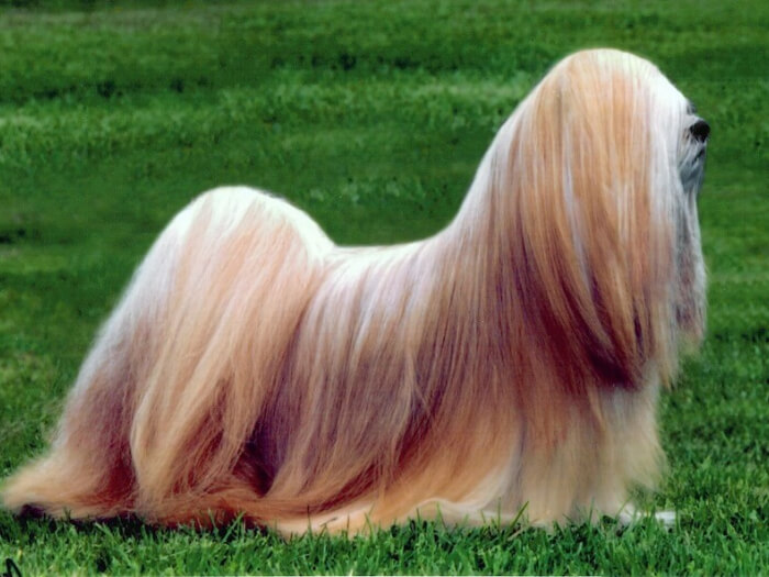 Lhasa Apso