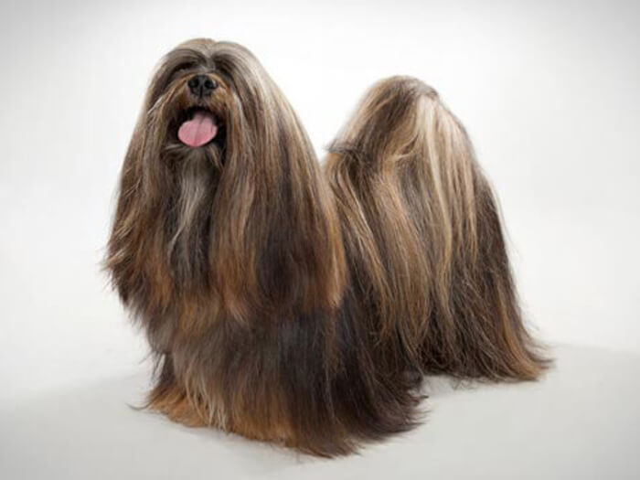 Lhasa Apso