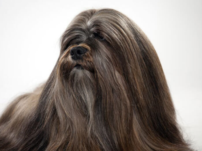 Lhasa Apso