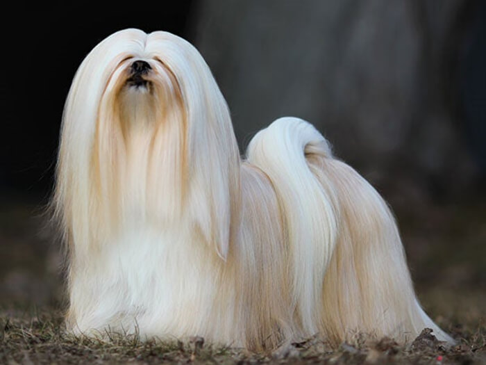 Lhasa Apso