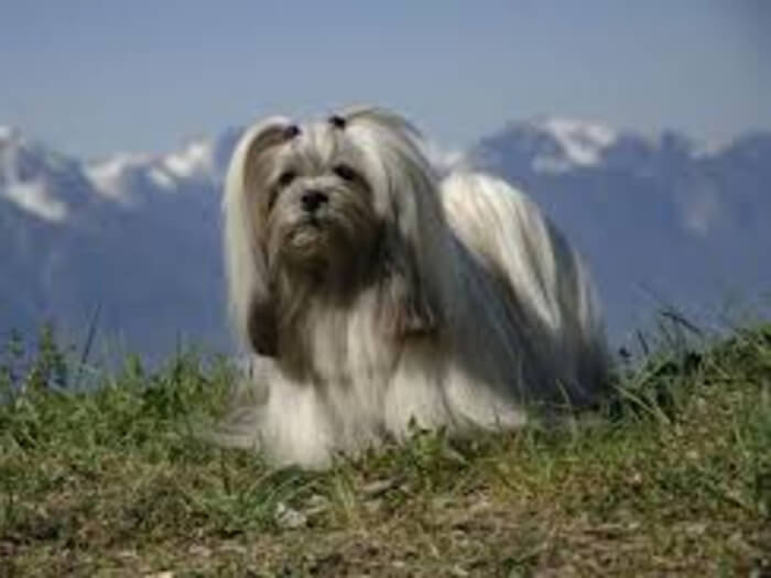Lhasa Apso