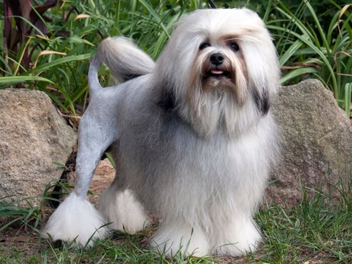 Pequeño perro león