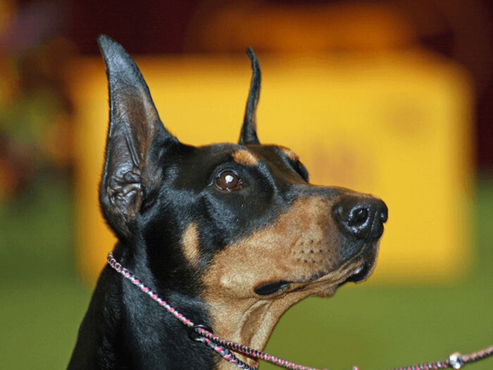 Manchester Terrier