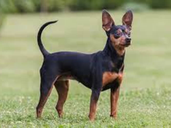Pinscher miniatura