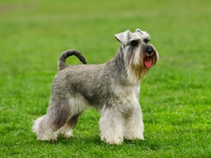Schnauzer miniatura