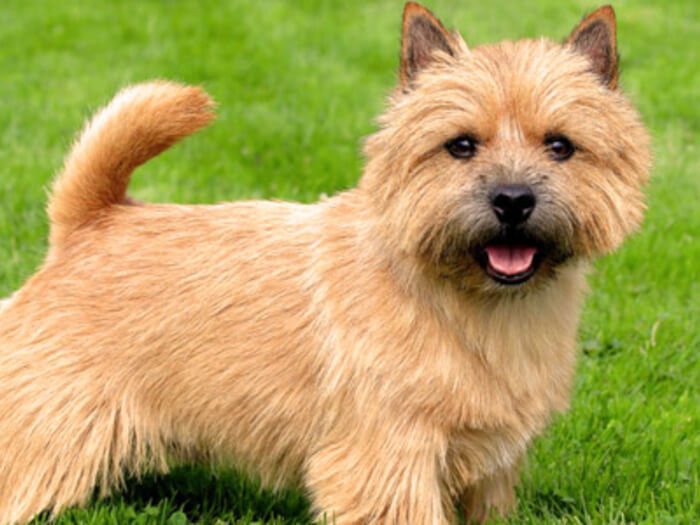 Norfolk Terrier