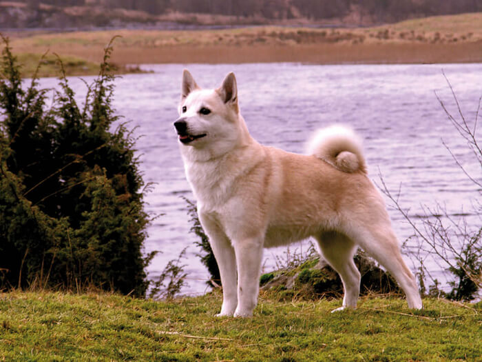 Buhund noruego