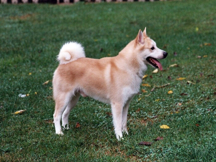 Buhund noruego