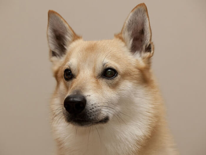 Buhund noruego