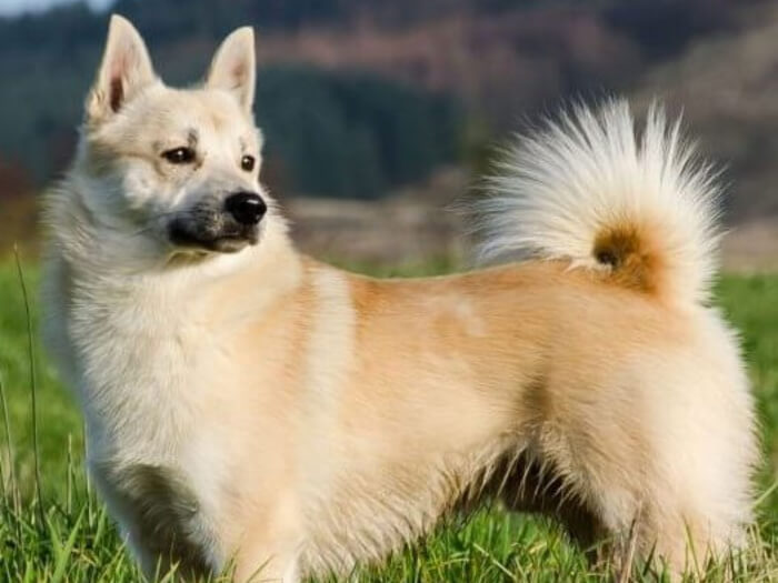 Buhund noruego