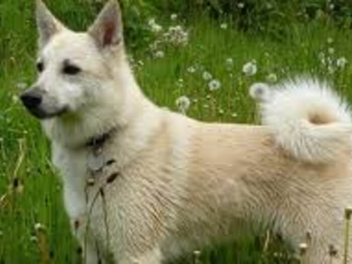 Buhund noruego