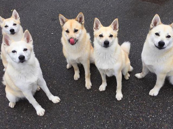Buhund noruego