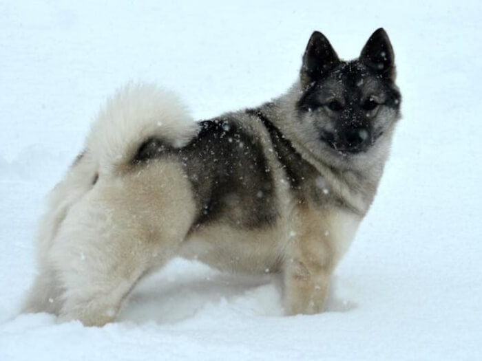 Cazador de alces noruego Gris