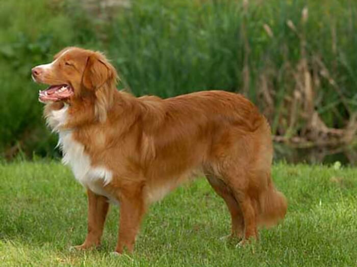 Perro cobrador de Nueva Escocia