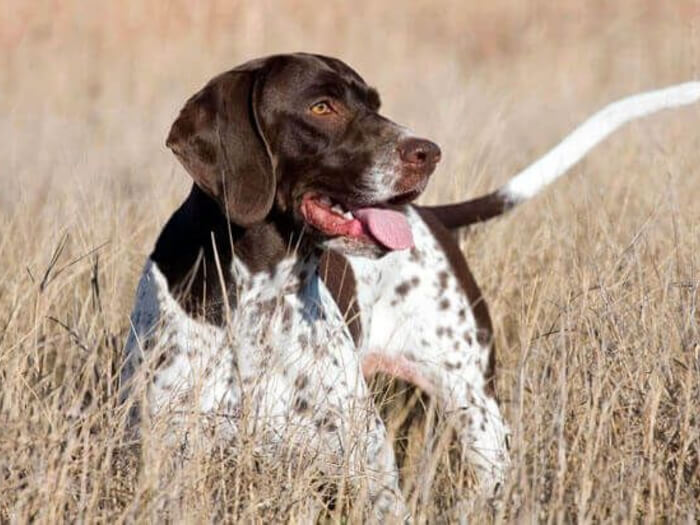 Pointer Danés