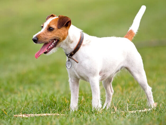 Parson Russell Terrier