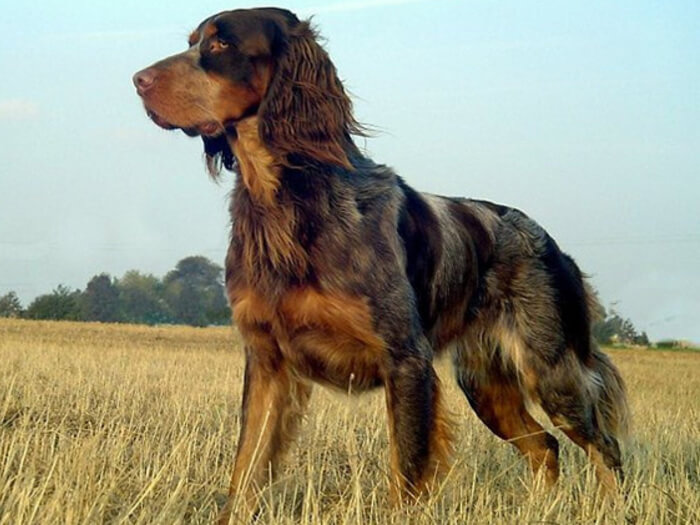 Spaniel picardo