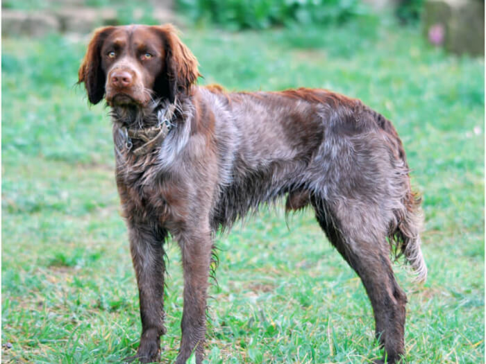 Spaniel de Pont-Audemer