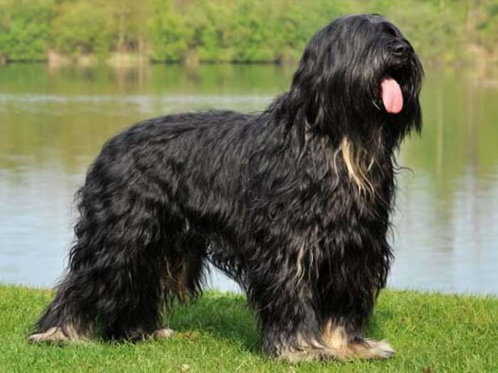 Perro de pastor portugués