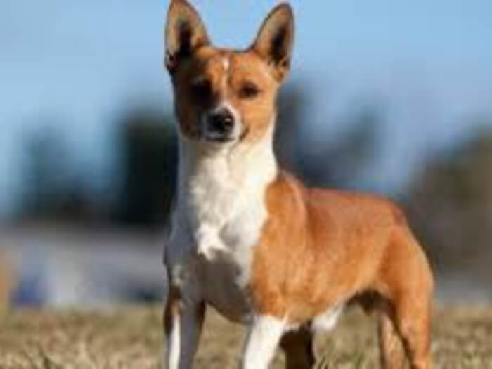 Podenco Portugués
