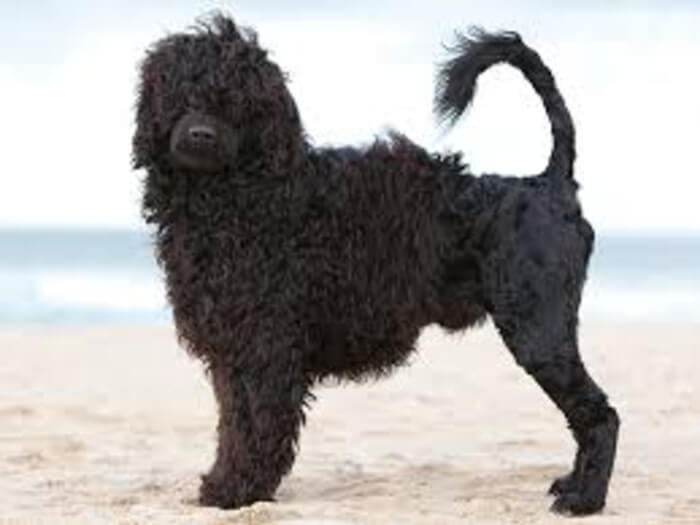Perro de agua portugués