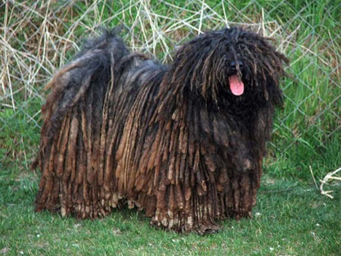 Puli