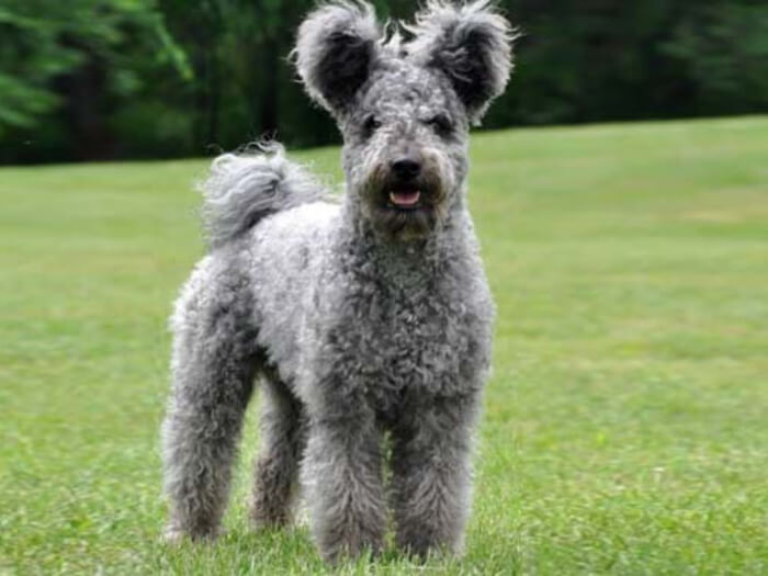 Pumi