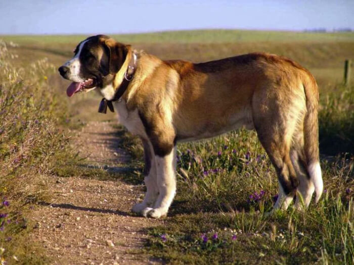 Rafeiro del Alentejo